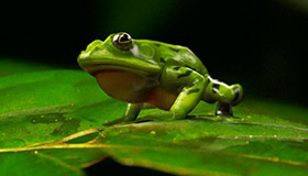 Frogs